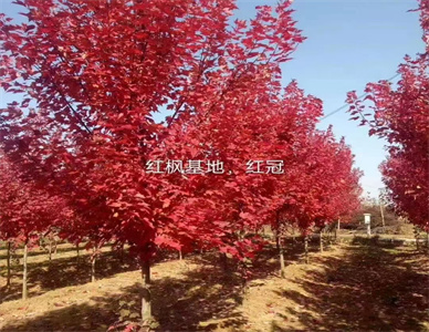 6e15a4a3f5c0adf8a9b1f22ef0d4946.jpg